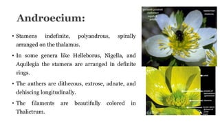 Androecium:
• Stamens indefinite, polyandrous, spirally
arranged on the thalamus.
• In some genera like Helleborus, Nigella, and
Aquilegia the stamens are arranged in definite
rings.
• The anthers are dithecous, extrose, adnate, and
dehiscing longitudinally.
• The filaments are beautifully colored in
Thalictrum.
 