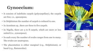 Gynoecium:
• It consists of indefinite carpels (polycarpellary), the carpels
are free, i.e., apocarpous.
• In Delphinium the number of carpels is reduced to one.
• In Aconitum sp., there are three to five carpels.
• In Nigella, there are 5 to 8 carpels, which are more or less
united (i.e., syncarpous).
• In each ovary the number of ovules ranges from one to many.
The ovules are anatropous.
• The placentation is either marginal (e.g., Delphinium), or
basal (e.g., Ranunculus).
 