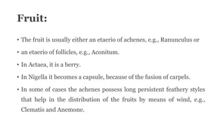 Fruit:
• The fruit is usually either an etaerio of achenes, e.g., Ranunculus or
• an etaerio of follicles, e.g., Aconitum.
• In Actaea, it is a berry.
• In Nigella it becomes a capsule, because of the fusion of carpels.
• In some of cases the achenes possess long persistent feathery styles
that help in the distribution of the fruits by means of wind, e.g.,
Clematis and Anemone.
 