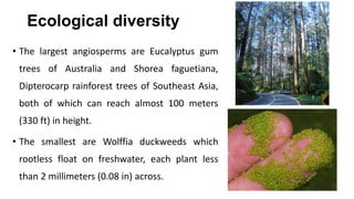 Ecological diversity
• The largest angiosperms are Eucalyptus gum
trees of Australia and Shorea faguetiana,
Dipterocarp rainforest trees of Southeast Asia,
both of which can reach almost 100 meters
(330 ft) in height.
• The smallest are Wolffia duckweeds which
rootless float on freshwater, each plant less
than 2 millimeters (0.08 in) across.
 