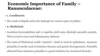 Economic Importance of Family –
Ranunculaceae:
• 1. Condiment:
• The seeds of Nigella sativa (H. Kalongi) are used as spice in pickles.
• 2. Medicinal:
• Aconitum hererophyllum and A. napellus yield some alkaloids specially aconitin.
This is used in acute and inflammatory diseases.
• The roots of Thalictrum yields “mamira”, which is used in opthalamia. Anemone
pulsatilla is mostly used in feminine diseases and gastric derangements. Pulsatilla
obtained from Anemone pulsatilla is a good medicine for menstrual disorder.
 