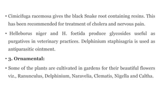 • Cimicifuga racemosa gives the black Snake root containing resins. This
has been recommended for treatment of cholera and nervous pain.
• Helleborus niger and H. foetida produce glycosides useful as
purgatives in veterinary practices. Delphinium staphisagria is used as
antiparasitic ointment.
• 3. Ornamental:
• Some of the plants are cultivated in gardens for their beautiful flowers
viz., Ranunculus, Delphinium, Naravelia, Clematis, Nigella and Caltha.
 
