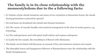 The family is in its close relationship with the
monocotyledons due to the a following facts:
• (i) Tubular cotylar sheath formation and union of two cotyledons in Ranunulus ficaria, the sheath
during germination is pierced by epicotyl.
• (ii) Leaf bases are broadened into sheath and rhizome formation.
• (iii) The course of vascular bundles and scattered arrangement in the stem of certain genera, e.g.,
Cimicifuga.
• (iv) The endospermous seed with apical small embryo and copious endosperm.
• (v) Lastly the free carpels, the resemblance of flowers with Alismaceae.
• The family can be linked with Rosaceae on account of free and numerous stamens and carpels.
• The dimorphic leaves and hypogynous followers of Ranunculaceae trace the relationship with the
family Nymphaeaceae.
 