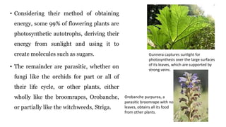 • Considering their method of obtaining
energy, some 99% of flowering plants are
photosynthetic autotrophs, deriving their
energy from sunlight and using it to
create molecules such as sugars.
• The remainder are parasitic, whether on
fungi like the orchids for part or all of
their life cycle, or other plants, either
wholly like the broomrapes, Orobanche,
or partially like the witchweeds, Striga.
Gunnera captures sunlight for
photosynthesis over the large surfaces
of its leaves, which are supported by
strong veins.
Orobanche purpurea, a
parasitic broomrape with no
leaves, obtains all its food
from other plants.
 