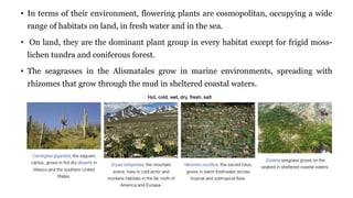 • In terms of their environment, flowering plants are cosmopolitan, occupying a wide
range of habitats on land, in fresh water and in the sea.
• On land, they are the dominant plant group in every habitat except for frigid moss-
lichen tundra and coniferous forest.
• The seagrasses in the Alismatales grow in marine environments, spreading with
rhizomes that grow through the mud in sheltered coastal waters.
 