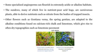 • Some specialized angiosperms can flourish in extremely acidic or alkaline habitats.
• The sundews, many of which live in nutrient-poor acid bogs, are carnivorous
plants, able to derive nutrients such as nitrate from the bodies of trapped insects.
• Other flowers such as Gentiana verna, the spring gentian, are adapted to the
alkaline conditions found on calcium-rich chalk and limestone, which give rise to
often dry topographies such as limestone pavement
 