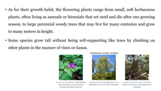 • As for their growth habit, the flowering plants range from small, soft herbaceous
plants, often living as annuals or biennials that set seed and die after one growing
season, to large perennial woody trees that may live for many centuries and grow
to many meters in height.
• Some species grow tall without being self-supporting like trees by climbing on
other plants in the manner of vines or lianas.
 