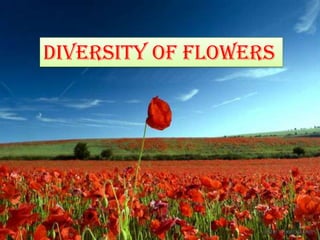 DIVERSITY OF FLOWERS
 