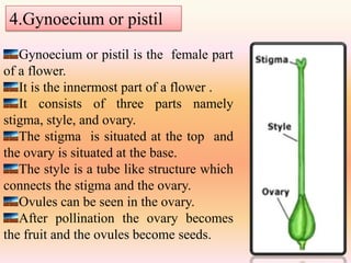 4.Gynoecium or pistil
   Gynoecium or pistil is the female part
of a flower.
   It is the innermost part of a flower .
   It consists of three parts namely
stigma, style, and ovary.
   The stigma is situated at the top and
the ovary is situated at the base.
   The style is a tube like structure which
connects the stigma and the ovary.
   Ovules can be seen in the ovary.
   After pollination the ovary becomes
the fruit and the ovules become seeds.
 