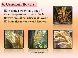 6. Unisexual flowers
    In some flowers only one of
 these two parts are present. Such
 flowers are called unisexual flower.
    Examples for unisexual flowers.




                      Coconut flowers
 