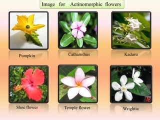 Image for Actinomorphic flowers




 Pumpkin                Catharnthus             Kaduru




Shoe flower           Temple flower             Wrightia
 