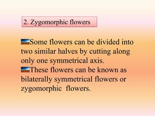 2. Zygomorphic flowers

   Some flowers can be divided into
two similar halves by cutting along
only one symmetrical axis.
   These flowers can be known as
bilaterally symmetrical flowers or
zygomorphic flowers.
 
