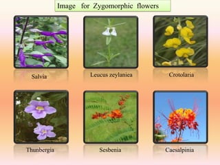 Image for Zygomorphic flowers




 Salvia               Leucus zeylaniea        Crotolaria




Thunbergia               Sesbenia            Caesalpinia
 