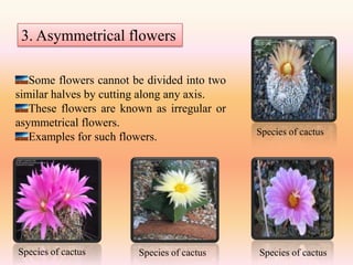 3. Asymmetrical flowers

   Some flowers cannot be divided into two
similar halves by cutting along any axis.
   These flowers are known as irregular or
asymmetrical flowers.
                                             Species of cactus
   Examples for such flowers.




Species of cactus       Species of cactus    Species of cactus
 