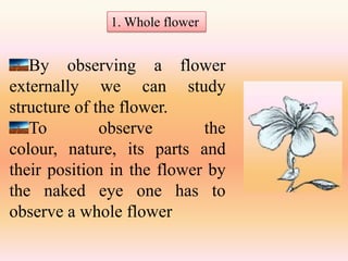 1. Whole flower


   By observing a flower
externally we can study
structure of the flower.
   To         observe       the
colour, nature, its parts and
their position in the flower by
the naked eye one has to
observe a whole flower
 