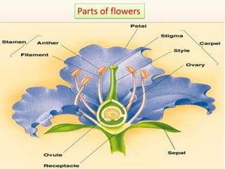 Parts of flowers
 