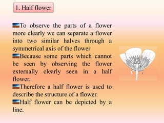 1. Half flower

   To observe the parts of a flower
more clearly we can separate a flower
into two similar halves through a
symmetrical axis of the flower
   Because some parts which cannot
be seen by observing the flower
externally clearly seen in a half
flower.
   Therefore a half flower is used to
describe the structure of a flower.
   Half flower can be depicted by a
line.
 