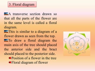 3. Floral diagram

   A transverse section drawn so
that all the parts of the flower are
in the same level is called a floral
diagram.
   This is similar to a diagram of a
flower drawn as seen from the top.
   To draw a floral diagram the
main axis of the tree should placed
the anterior side and the bract
should placed to the posterior side.
     Position of a flower in the tree
     Floral diagram of flower
 
