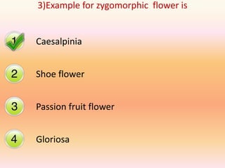 3)Example for zygomorphic flower is


Caesalpinia


Shoe flower


Passion fruit flower


Gloriosa
 