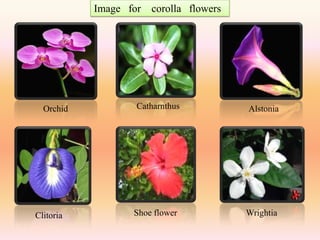 Image for   corolla flowers




  Orchid           Catharnthus           Alstonia




Clitoria          Shoe flower            Wrightia
 