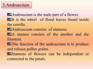 3.Androecium

      Androecium is the male part of a flower.
      It is the whorl of floral leaves found inside
  the corolla.
      Androecium consists of stamens.
      A stamen consists of the another and the
  filament.
      The function of the androecium is to produce
  and release pollen grains.
      Stamens of flowers can be independent or
  connected to the petals.
 