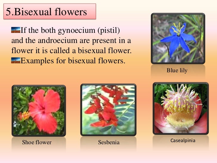 Bisexual Plants 65