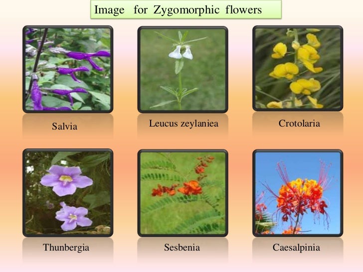 Diversity of flowers