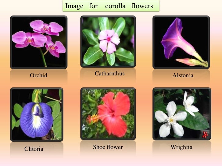 Diversity of flowers