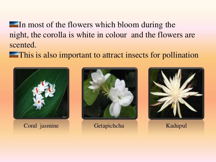 Diversity of flowers
