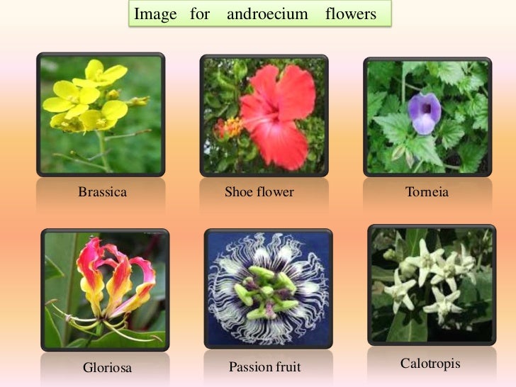 Diversity of flowers