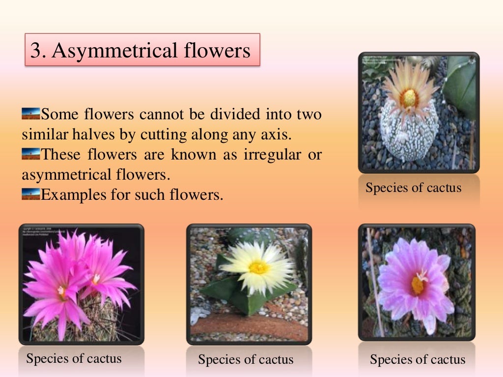 Diversity of flowers