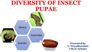 DIVERSITY OF INSECT
PUPAE
Exarate
Coarctate
Obtect
Presented by
V. Priyadharshini
I Ph.D. Scholar
 