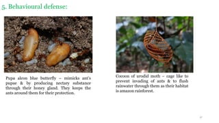 Upa Insect Diversity of insect pupae | PDF
