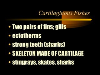 Cartilaginous Fishes
• Two pairs of fins; gills
• ectotherms
• strong teeth (sharks)
• SKELETON MADE OF CARTILAGE
• stingr...
