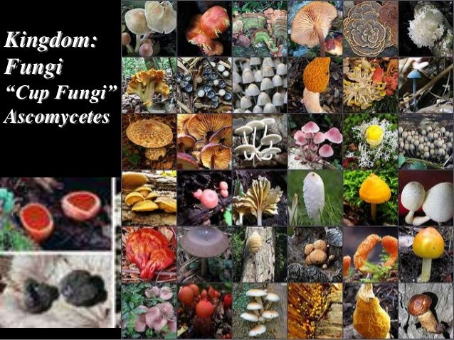 diversity of life fungi Were first isolated from plants or fungi our bread is made from the seeds of grass plants, and we put yeast chapter 1 the diversity of life 1 (a) (b) (c. diversity of life fungi Were first isolated from plants or fungi our bread is made from the seeds of grass plants, and we put yeast chapter 1 the diversity of life 1 (a) (b) (c.