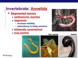 AP Biology
Invertebrate: Annelida
 Segmented worms
 earthworms, leeches
 segments
 increase mobility
 redundancy in body sections
 bilaterally symmetrical
 true coelem
fan worm leech
 