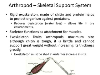 Exoskeleton Predator Diversity of life ii lecture 4 | PPTX