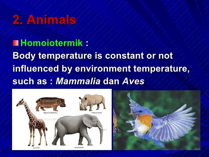 diversity of living things Introduction in this tutorial you will be learning about the linnaean system of classification used in the biological sciences to describe and categorize all living things the focus is on finding out how humans fit within this system in addition, you will discover part of the great diversity of life forms and come to understand why some. diversity of living things Introduction in this tutorial you will be learning about the linnaean system of classification used in the biological sciences to describe and categorize all living things the focus is on finding out how humans fit within this system in addition, you will discover part of the great diversity of life forms and come to understand why some.