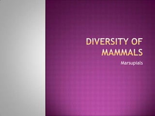 Diversity of mammals Marsupials 