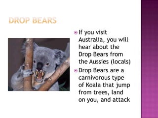 Drop Bears - The Facts