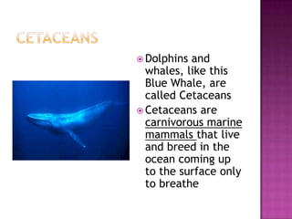 Diversity Of Mammals Placental Mammals | PPTX