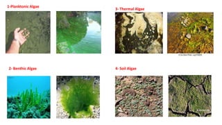1-Planktonic Algae
2- Benthic Algae
3- Thermal Algae
4- Soil Algae
 