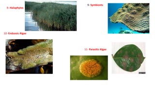 8- Halophytes
9- Symbionts
10- Endozoic Algae
11- Parasitic Algae
 