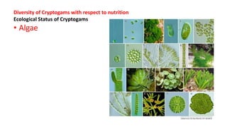 Diversity of Cryptogams with respect to nutrition
Ecological Status of Cryptogams
• Algae
 