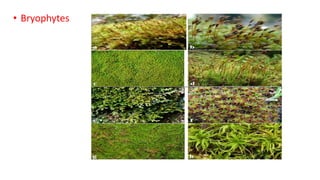 • Bryophytes
 
