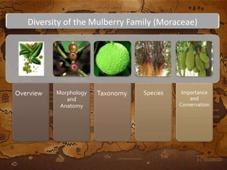 Diversity of the Mulberry Family (Moraceae) 
Overview Morphology 
and 
Anatomy 
Taxonomy Species Importance 
and 
Conservation 
 