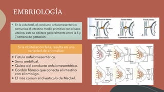 EMBRIOLOGÍA
• En la vida fetal, el conducto onfalomesentérico
comunica el intestino medio primitivo con el saco
vitelino, este se oblitera generalmente entre la 5 y
7 semana de gestación.
Si la obliteración falla, resulta en una
variedad de anomalías:
• Fistula onfalomesentérica.
• Seno umbilical.
• Quiste del conducto onfalomesentérico.
• Cordón fibroso que conecta el intestino
con el ombligo.
• El más común el divertículo de Meckel.
 
