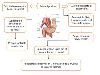 a Colon sigmoideo Asiento frecuente de
divertículos
Segmento con menor
diámetro luminal
Luz del colon
contiene un
volumen elevado
de fibras
Presión contráctil
resulta baja
Cantidad de fibras
disminuye, reduce el
contenido luminal
Se necesita una
mayor presión
La mayor presión junto con el
menor diámetro luminal
Posiblemente determinen la herniación de la mucosa
de la pared colonica
 