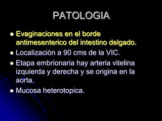 PATOLOGIA
 Evaginaciones en el borde
  antimesenterico del intestino delgado.
 Localizaciòn a 90 cms de la VIC.
 Etapa embrionaria hay arteria vitelina
  izquierda y derecha y se origina en la
  aorta.
 Mucosa heterotopica.
 