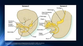Bruce M. Carlson, Embriología humana y biología del desarrollo, 5ta edición, España, 2014, pag 345
F. Charles Brunicardi, SCHWARTZ MANUAL DE CIRUGÍA, 8ª edición, México, 2007, pag 730-731
 